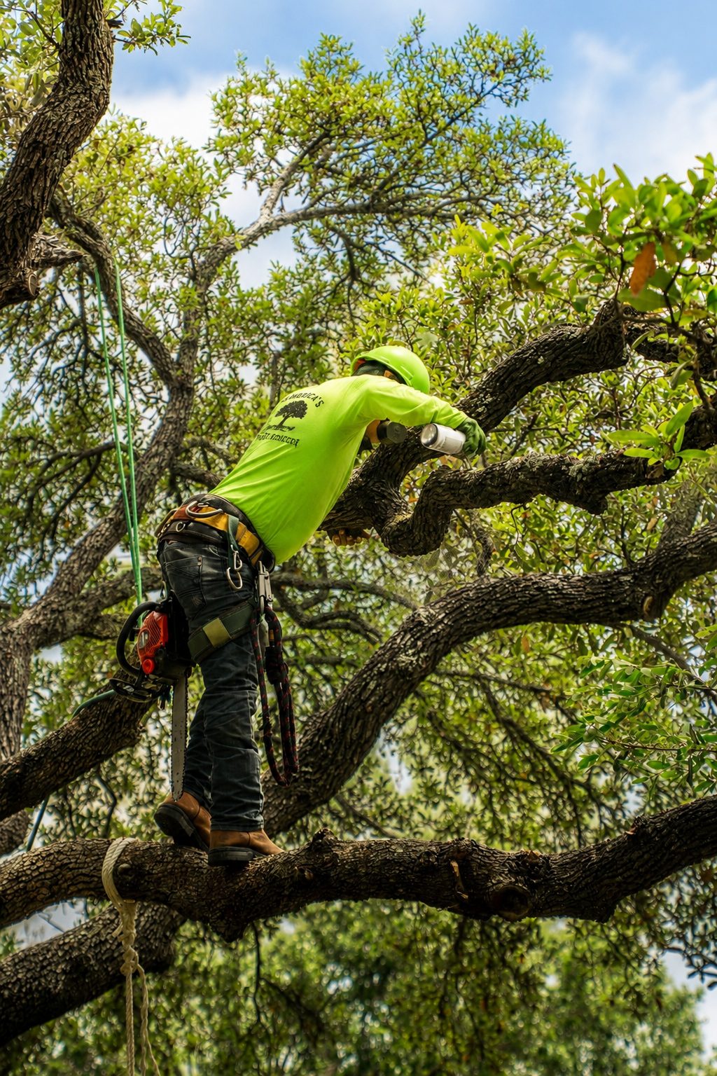 An America's Tree Services climber trimming a high branch with a chainsaw while another crew member guides a rigging line from the ground